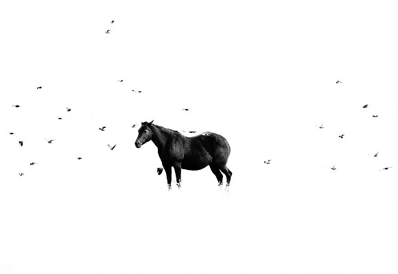 horse white