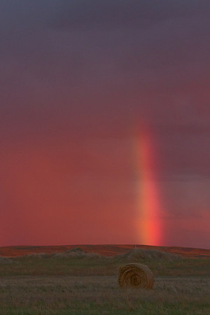 Montana rainbow