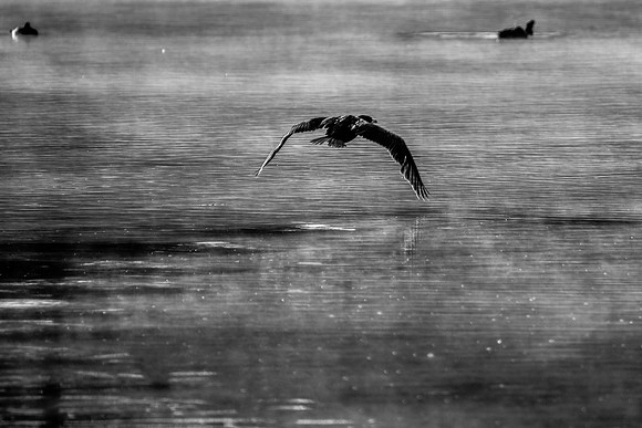 low flyer