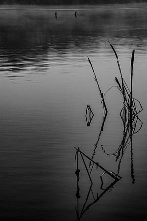reeds-2