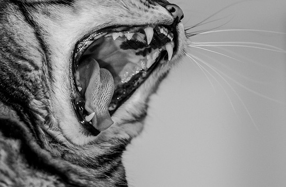 yawn