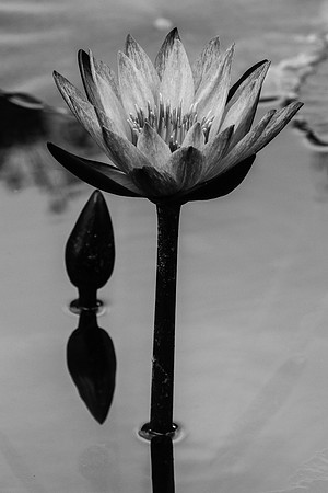 lily (1)