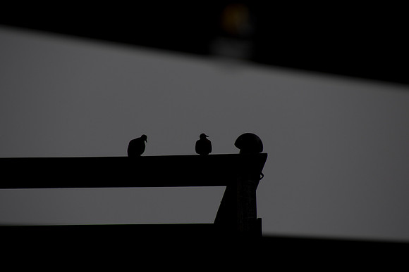 philly pigeons-2